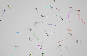 High speed video recordings of larval zebrafish.